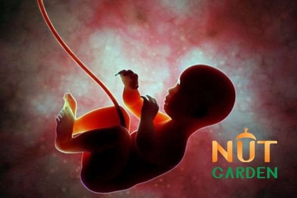 Ăn hạt mắc ca giúp ngăn ngừa dị tật bẩm sinh Ăn hạt mắc ca giúp ngăn ngừa dị tật bẩm sinh