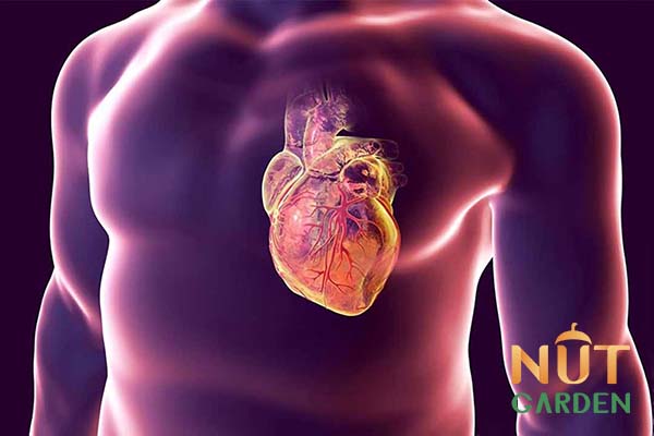 tác dụng của nam việt quất cho trái tim khỏe tác dụng của nam việt quất cho trái tim khỏe