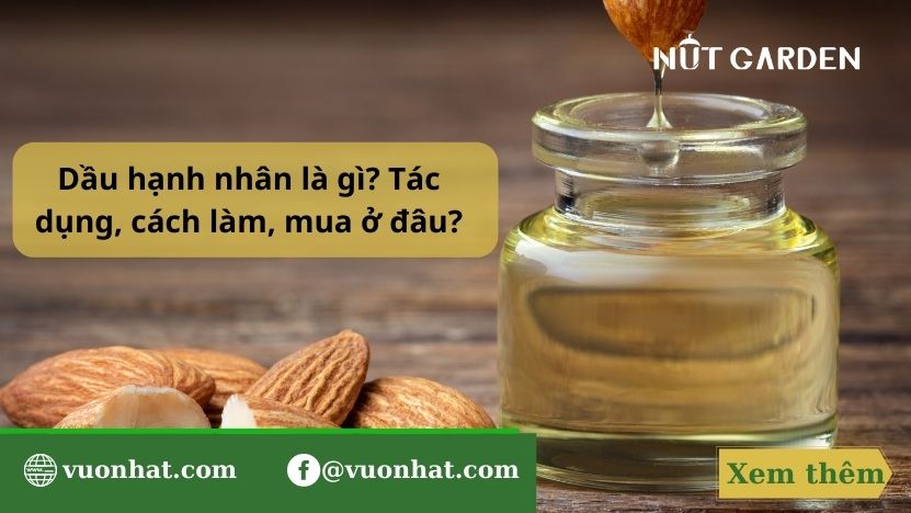 Dầu Hạnh Nhân Là Dầu Gì? 14 Tác Dụng Và Cách Làm Ra Sao?