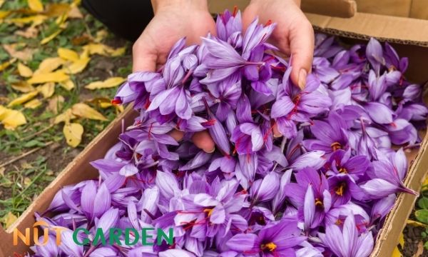 Giá saffron cao vì thế canh tác và thu hoạch khó